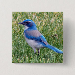 Chapa Cuadrada Bonito Blue Scrub Jay Bird Photo
