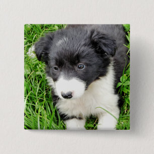 CHAPA CUADRADA BORDER COLLIE