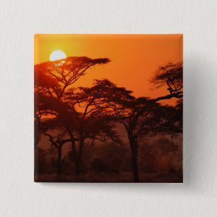 Chapa Cuadrada Bosque de acacia silueteado al atardecer, Tarangir