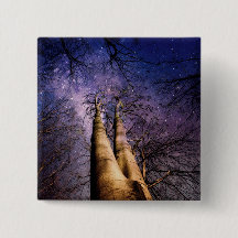 Bosque encantado