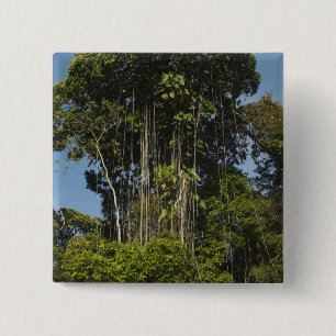 Chapa Cuadrada Bosque lluvioso al borde del río Rewa Guyana