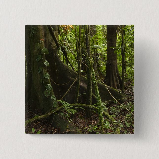 Chapa Cuadrada Bosque pluvial, río Mapari Norte Rupununi, (Anverso)