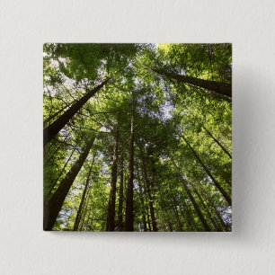 Chapa Cuadrada Bosque Redwood, Rotorua, Nueva Zelanda 2