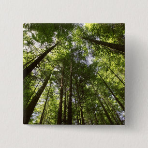 Chapa Cuadrada Bosque Redwood, Rotorua, Nueva Zelanda 2