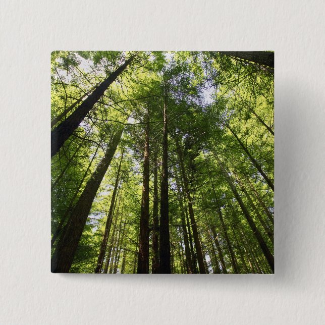 Chapa Cuadrada Bosque Redwood, Rotorua, Nueva Zelandia (Anverso)