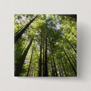 Chapa Cuadrada Bosque Redwood, Rotorua, Nueva Zelandia