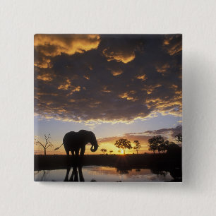 Chapa Cuadrada Botsuana, Parque Nacional Chobe, Elefante