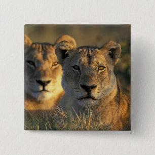 Chapa Cuadrada Botsuana, Parque Nacional Chobe, Leonesas
