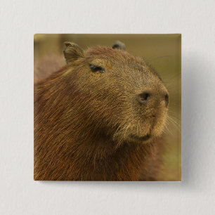 Chapa Cuadrada Brasil, Pantanal, Matto Grosso. Capibara