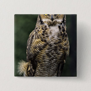 Chapa Cuadrada Búho Americano (Bubo virginianus), cuerpo completo