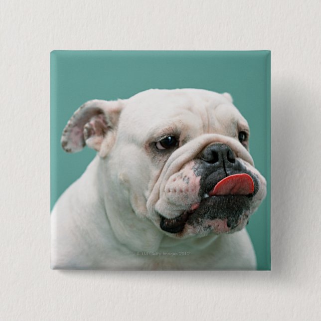 Chapa Cuadrada Bulldog (Anverso)