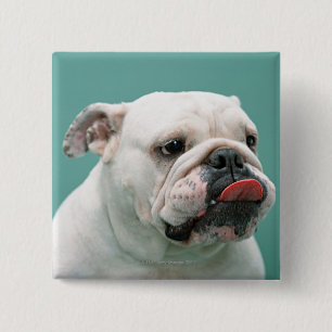 Chapa Cuadrada Bulldog