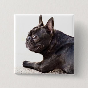 Chapa Cuadrada Bulldog francés