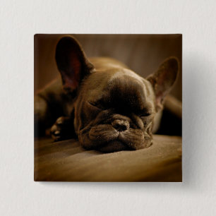 Chapa Cuadrada Bulldog francés soñoliento