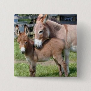Chapa Cuadrada Burro y bebé