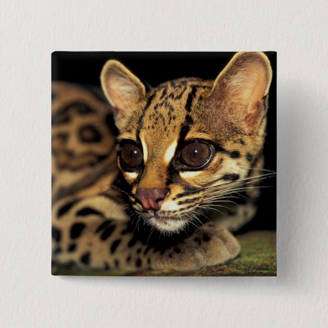 Chapa Cuadrada CA, Panamá Central, Soberania NP, Margay 2 (Anverso)