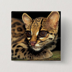 Chapa Cuadrada CA, Panamá Central, Soberania NP, Margay 2