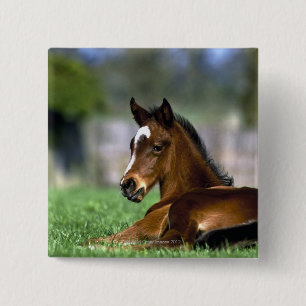 Chapa Cuadrada Caballo excelente, Irlanda
