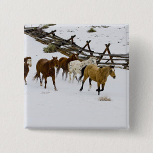 Chapa Cuadrada Caballos corriendo en nieve