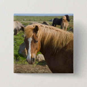 Chapa Cuadrada Caballos islandeses en el noreste de Islandia.