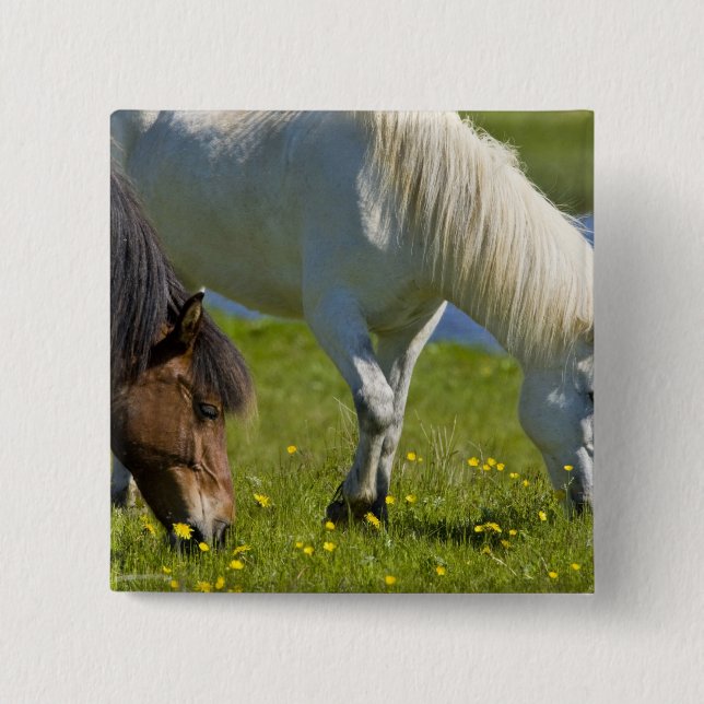 Chapa Cuadrada Caballos islandeses en Islandia occidental. (Anverso)