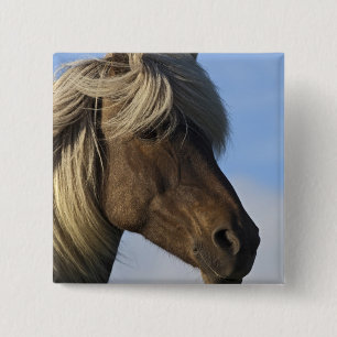 Chapa Cuadrada Cabeza de caballo islandés, Islandia