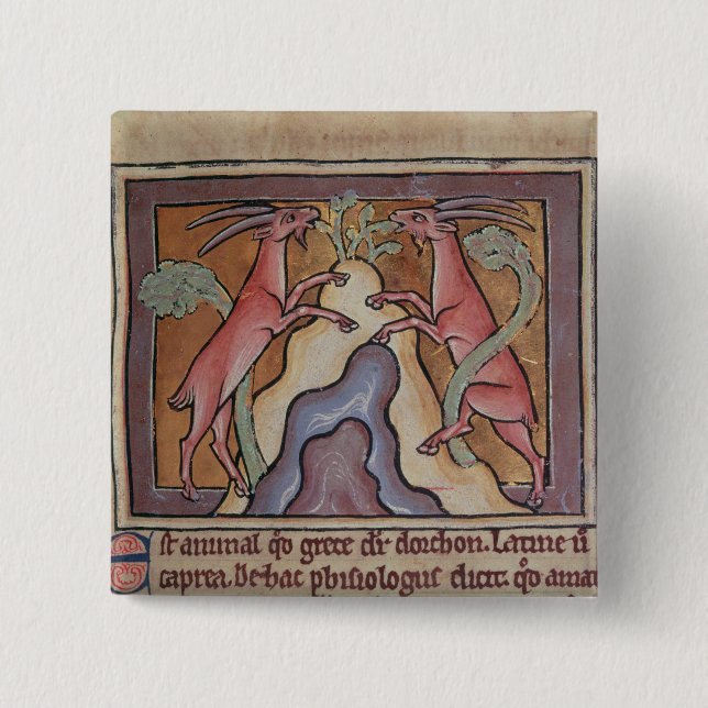 Chapa Cuadrada Cabras salvajes de Roy de un bestiario (Anverso)