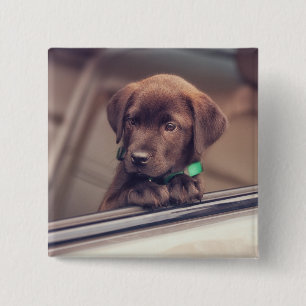 Chapa Cuadrada Cachorro De Chocolate En Coche