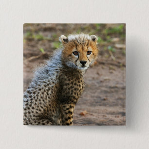 Chapa Cuadrada Cachorro de Guepardo Acinonyx Jubatus)