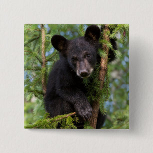 Chapa Cuadrada Cachorro de Oso Negro Jugando en Árboles