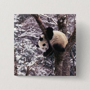 Chapa Cuadrada Cachorro de panda jugando en un árbol cubierto de