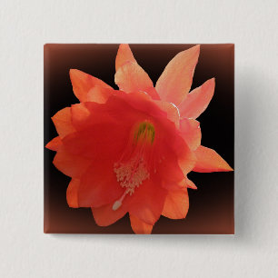 Chapa Cuadrada Cactus de orquídea - Epiphyllum Ackermannii - Blos