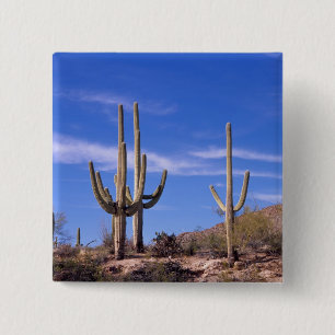 Chapa Cuadrada Cactus gigante Saguaro de brazos múltiples, Saguar