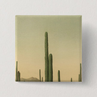 Chapa Cuadrada Cactus grove, Arizona