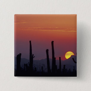 Chapa Cuadrada Cactus Saguaro Carnegiea gigantea), Atardecer,