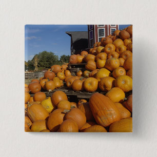 Chapa Cuadrada Calabazas en granja en otoño cerca de la