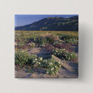 Chapa Cuadrada California, Desierto Anza-Borrego SP, Arena