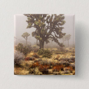 Chapa Cuadrada California: Monumento Nacional Joshua Tree,