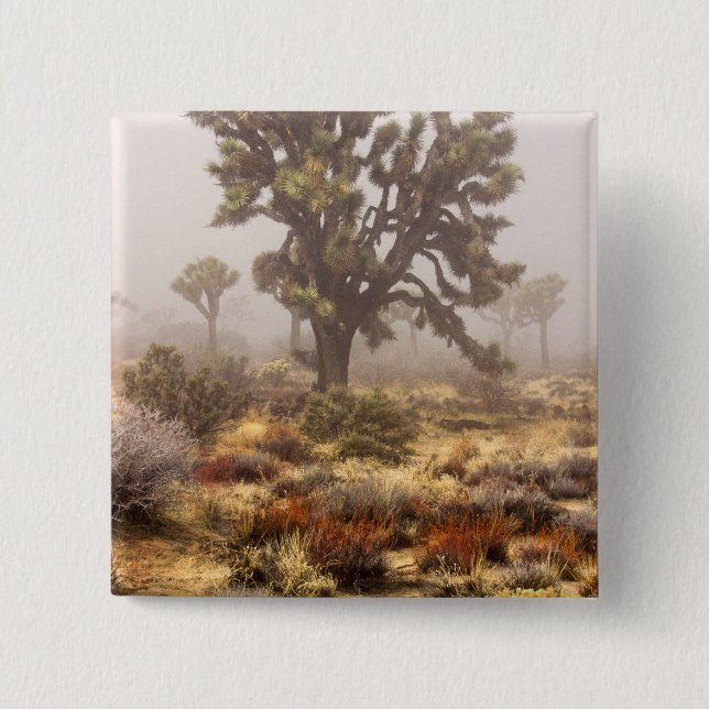 Chapa Cuadrada California: Monumento Nacional Joshua Tree, (Anverso)