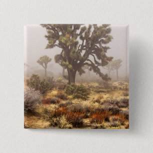 Chapa Cuadrada California: Monumento Nacional Joshua Tree,