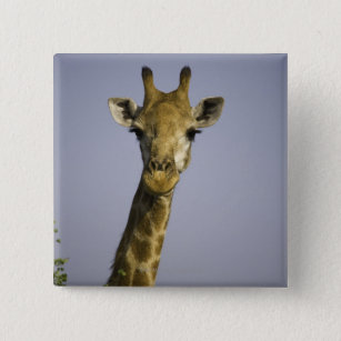 Chapa Cuadrada (camelopardalis del giraffa), mirando la cámara,