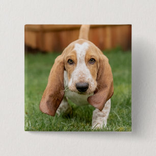 Chapa Cuadrada Caminata de cachorros de Basset Houng