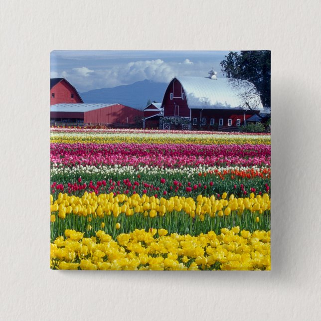 Chapa Cuadrada Campo de exhibición de tulipanes (Anverso)