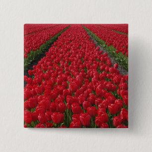 Chapa Cuadrada Campo de flores de tulipanes, Países Bajos, Holand