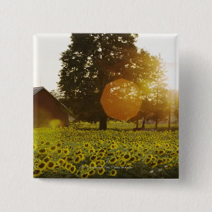 Chapa Cuadrada Campo del girasol en la puesta del sol con un