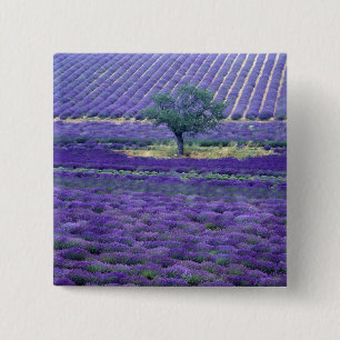 Chapa Cuadrada Campos de lavanda, Vence, Provenza, Francia