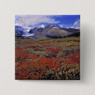 Chapa Cuadrada Canadá, Alberta, Banff NP. Huckleberries proporcio