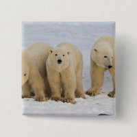 Canadá, Bahía de Hudson. Osa polar con dos