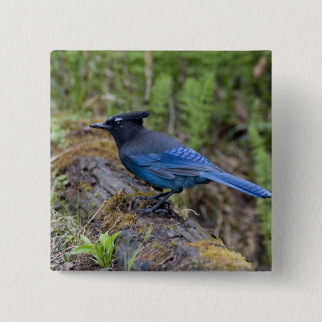 Chapa Cuadrada Canadá: British Columbia, Yoho NP, Stellar jay, (Anverso)