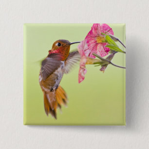 Chapa Cuadrada Canadá, Columbia Británica, Colibrí Rufo